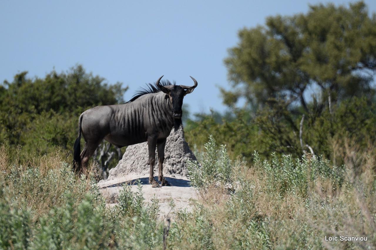 Gnou/Wildebeest (8)