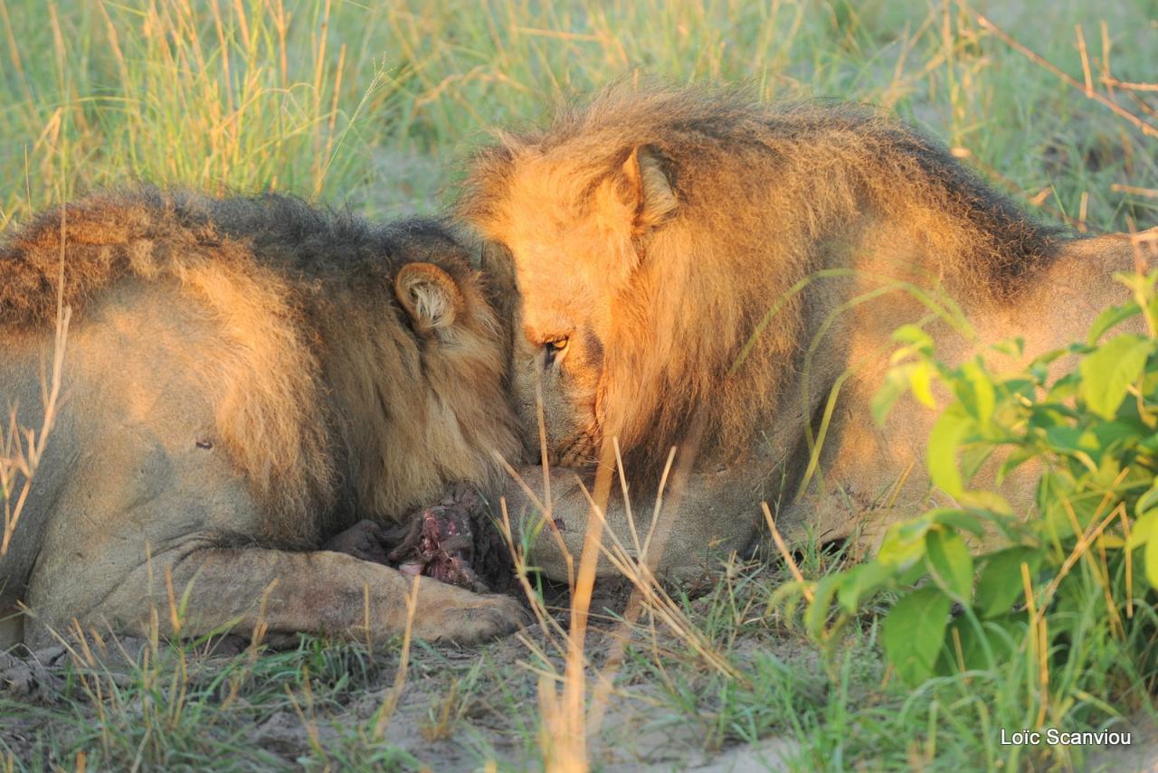 Lion (25)