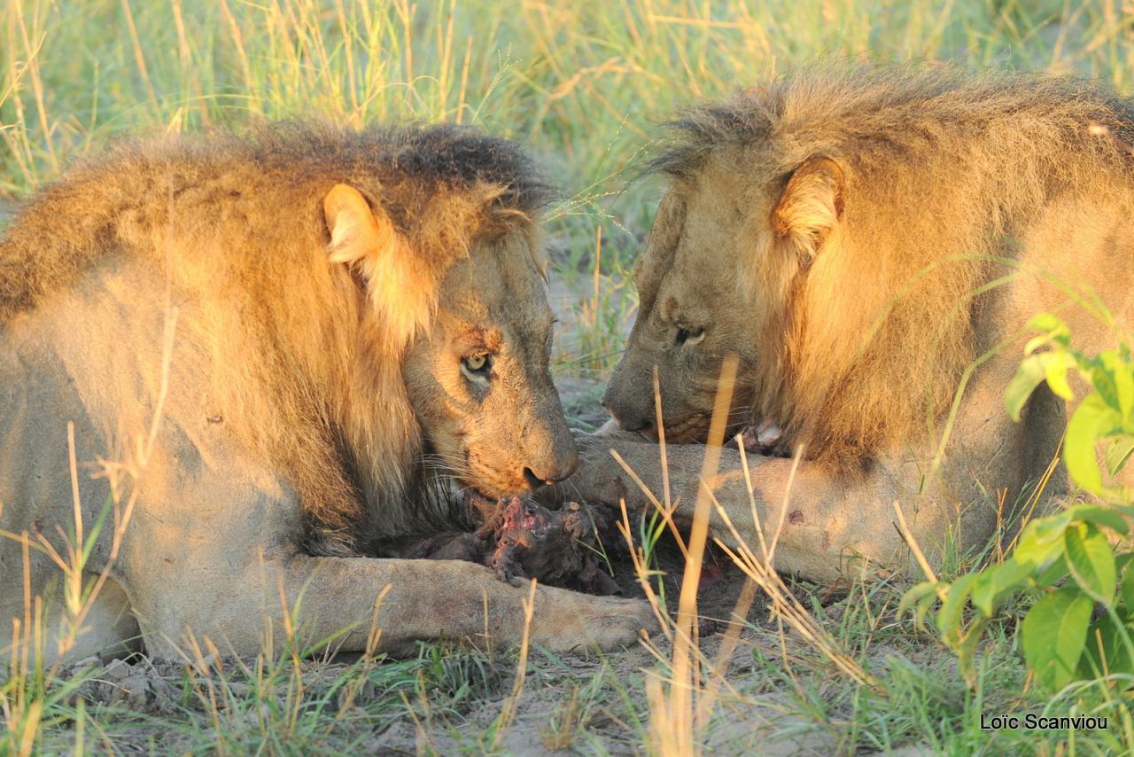 Lion (26)