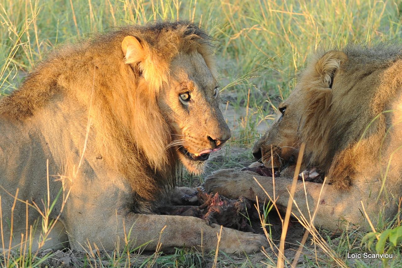 Lion (27)