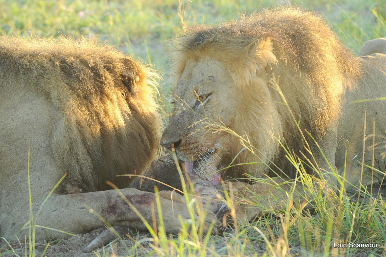 Lion (28)