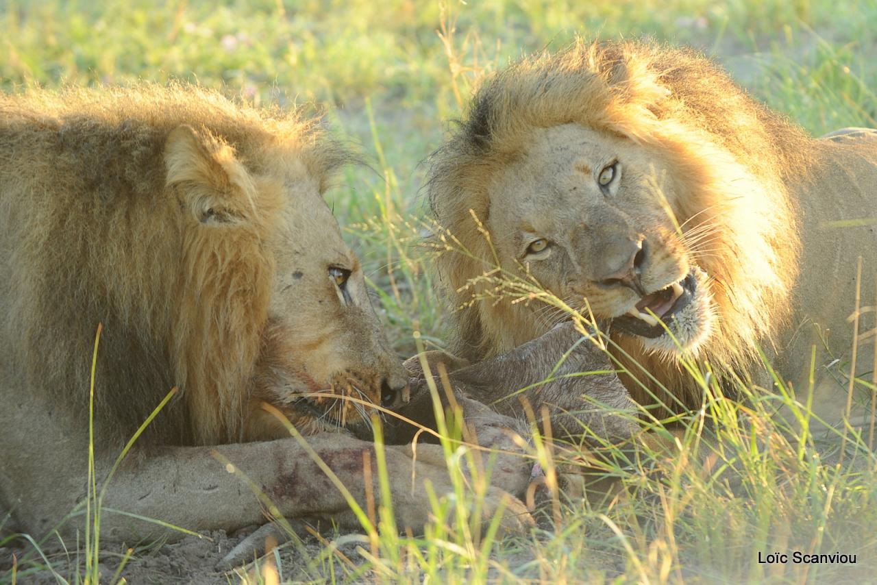 Lion (29)