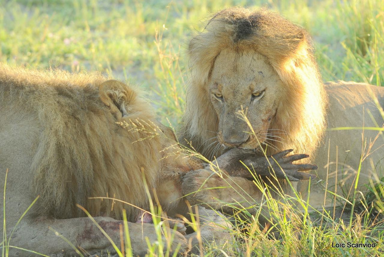 Lion (30)