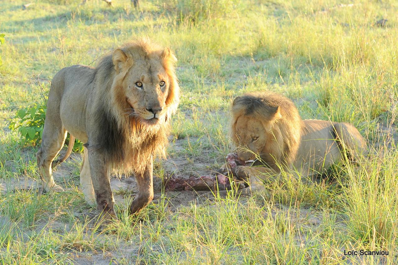 Lion (31)