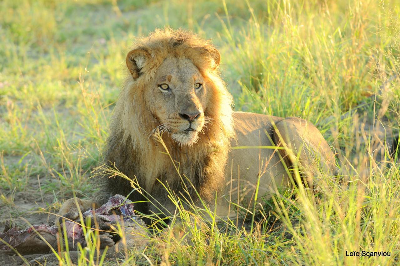 Lion (33)