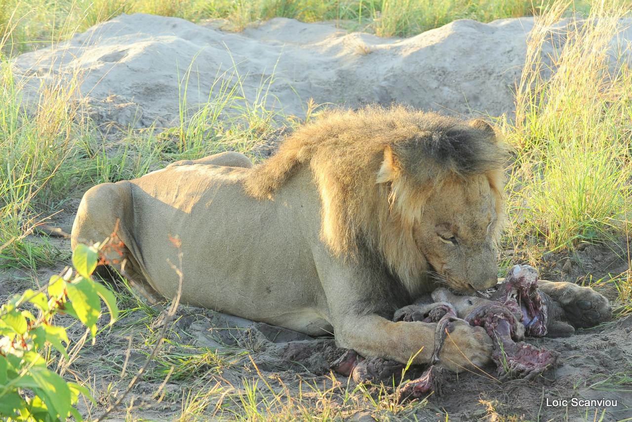 Lion (34)