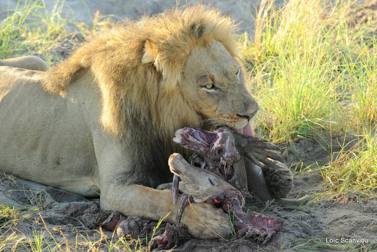 Lion (36)