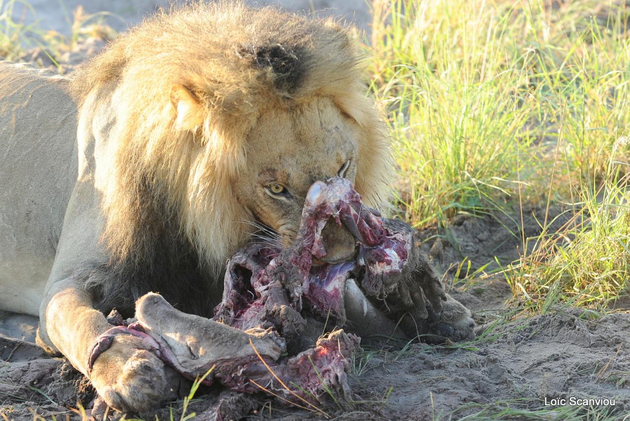 Lion (37)