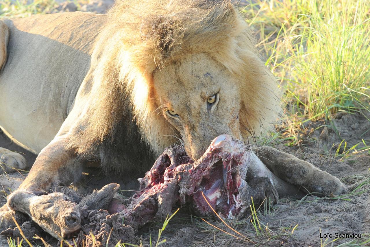 Lion (38)