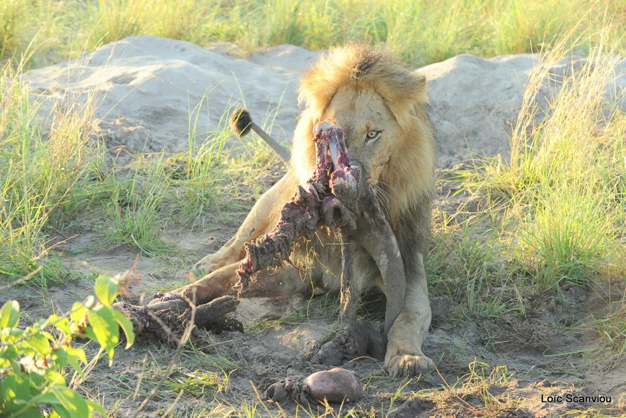 Lion (39)