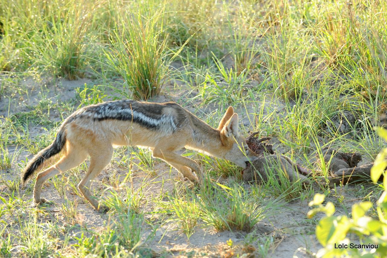 Chacal à chabraque/Black-backed Jackal (2)