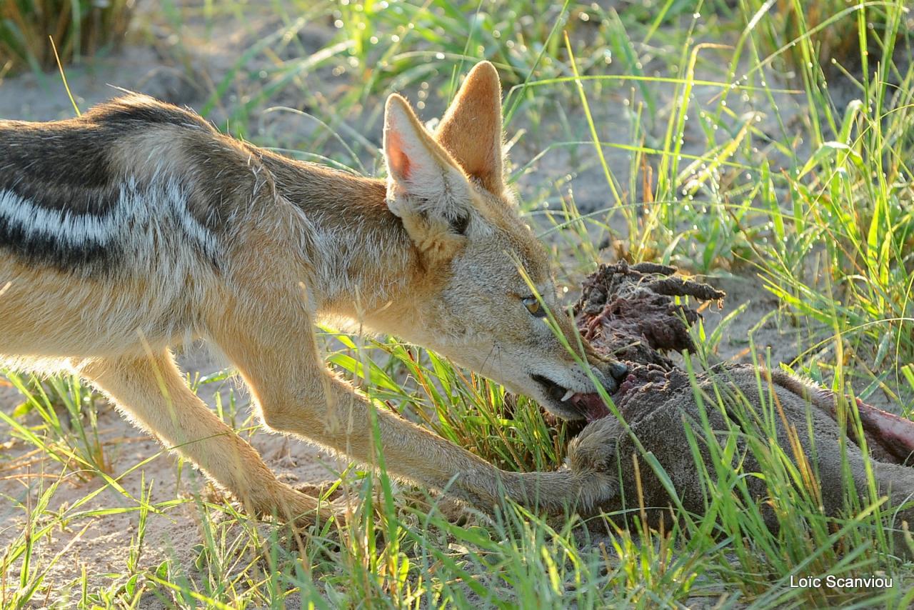 Chacal à chabraque/Black-backed Jackal (3)