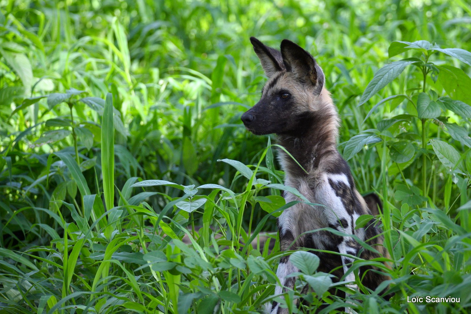 Lycaon/African Wild Dog (1)