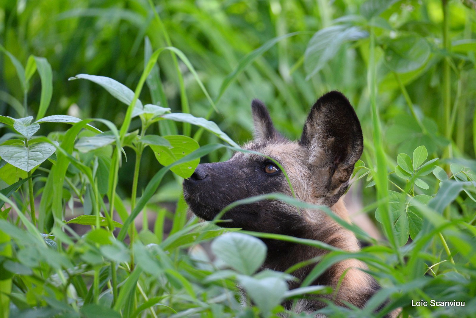 Lycaon/African Wild Dog (2)