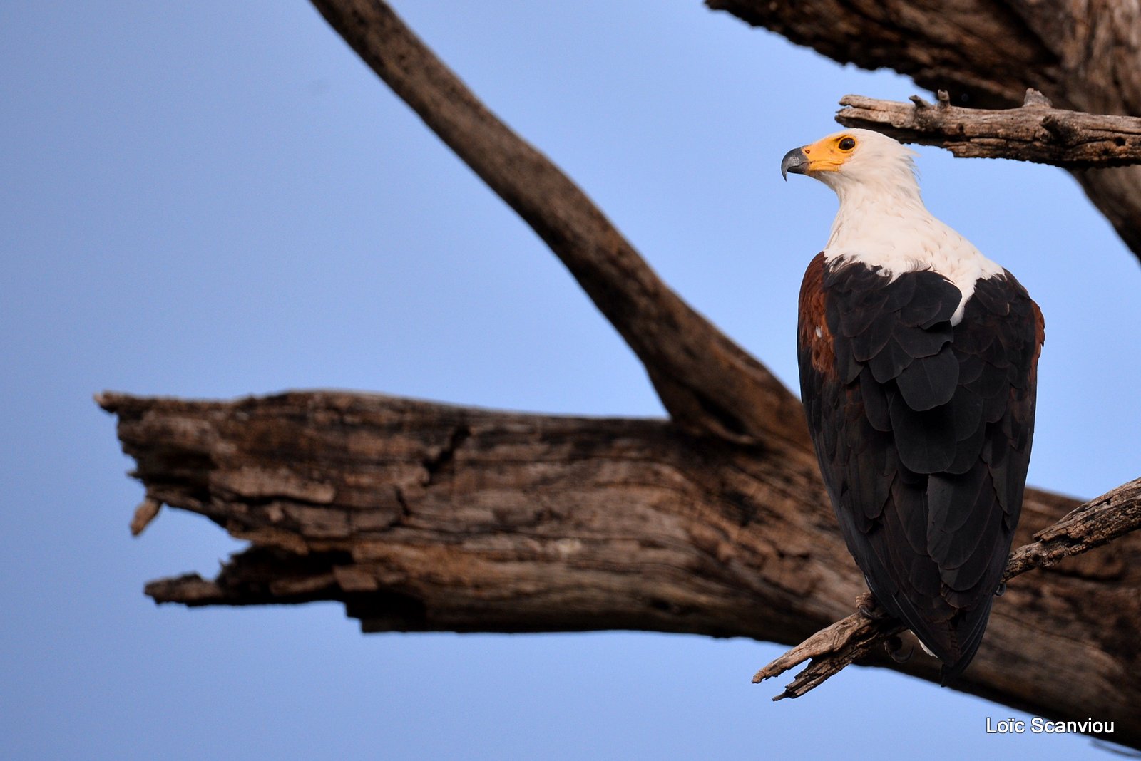 Pygargue vocifère/African fish Eagle (1)