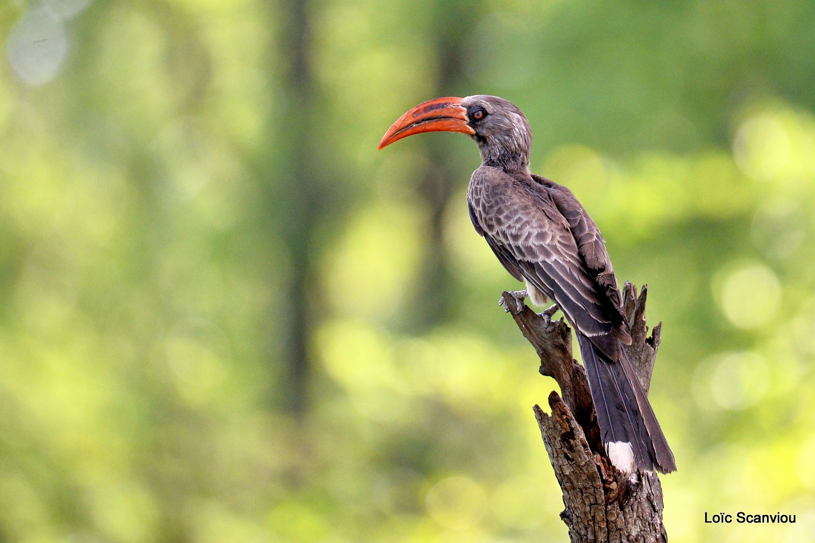 Calao couronné/Crowned Hornbill (1)