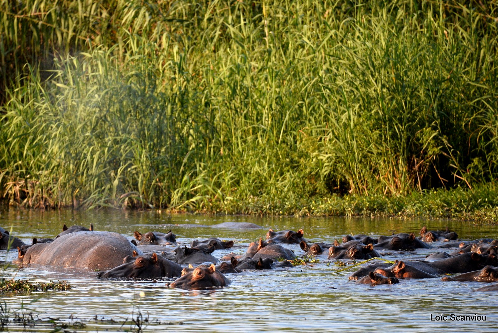 Hippopotame amphibie/Hippopotamus (1)