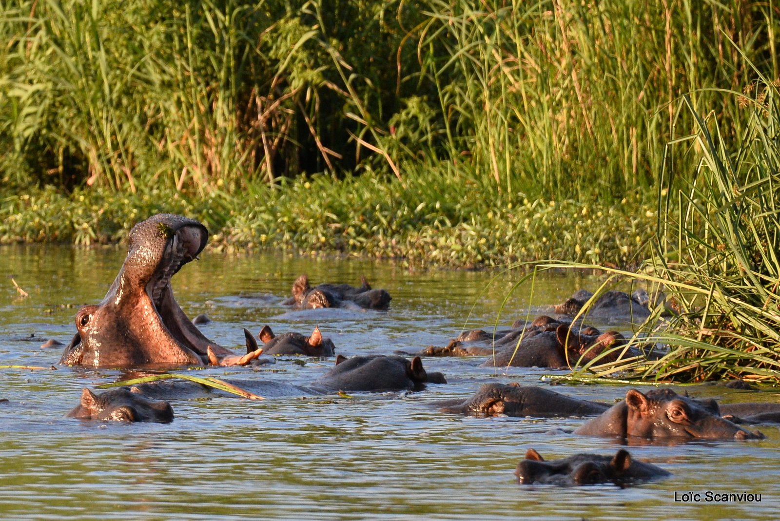 Hippopotame amphibie/Hippopotamus (2)