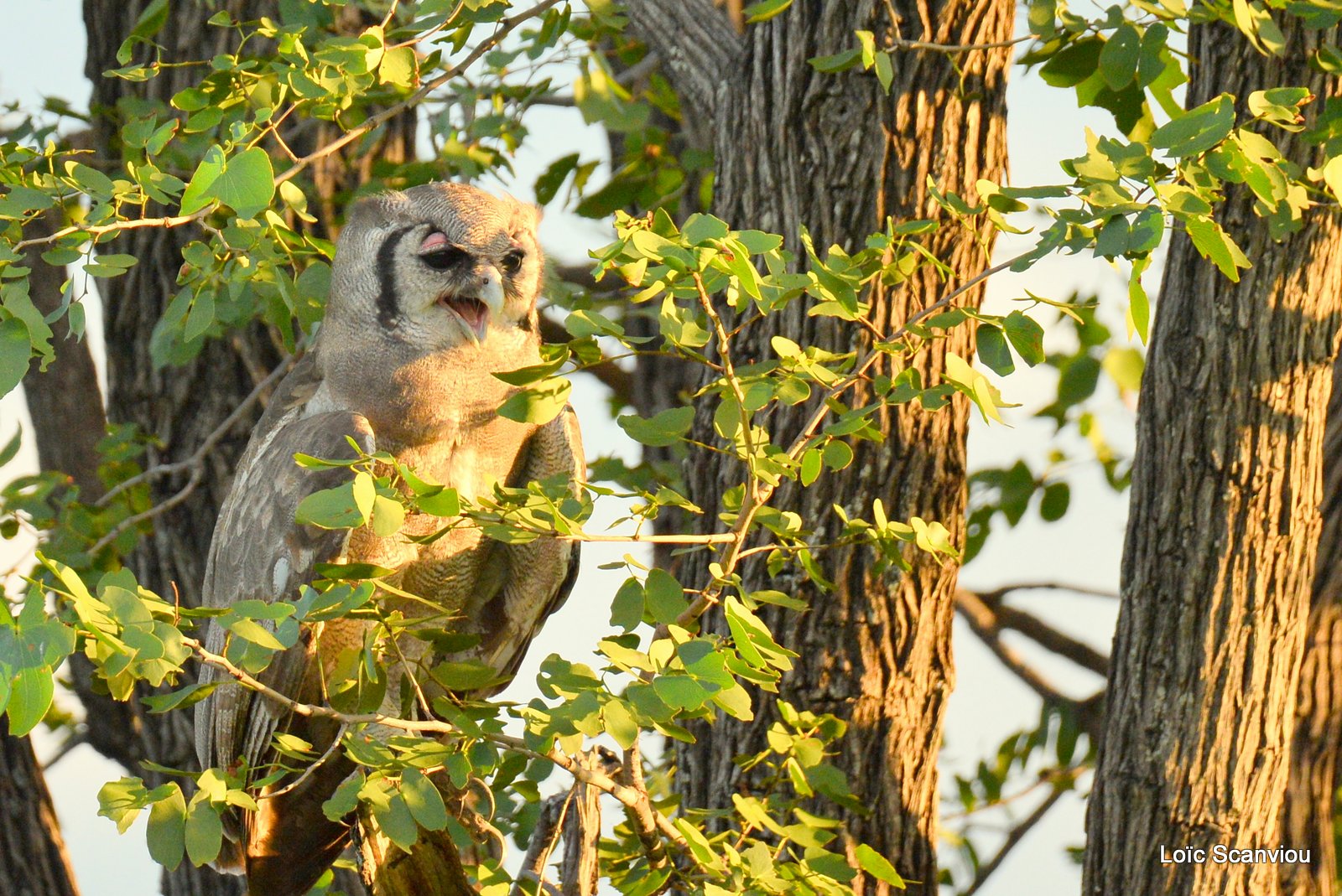 Grand-duc de Verreaux/Verreaux's Eagle-Owl (1)