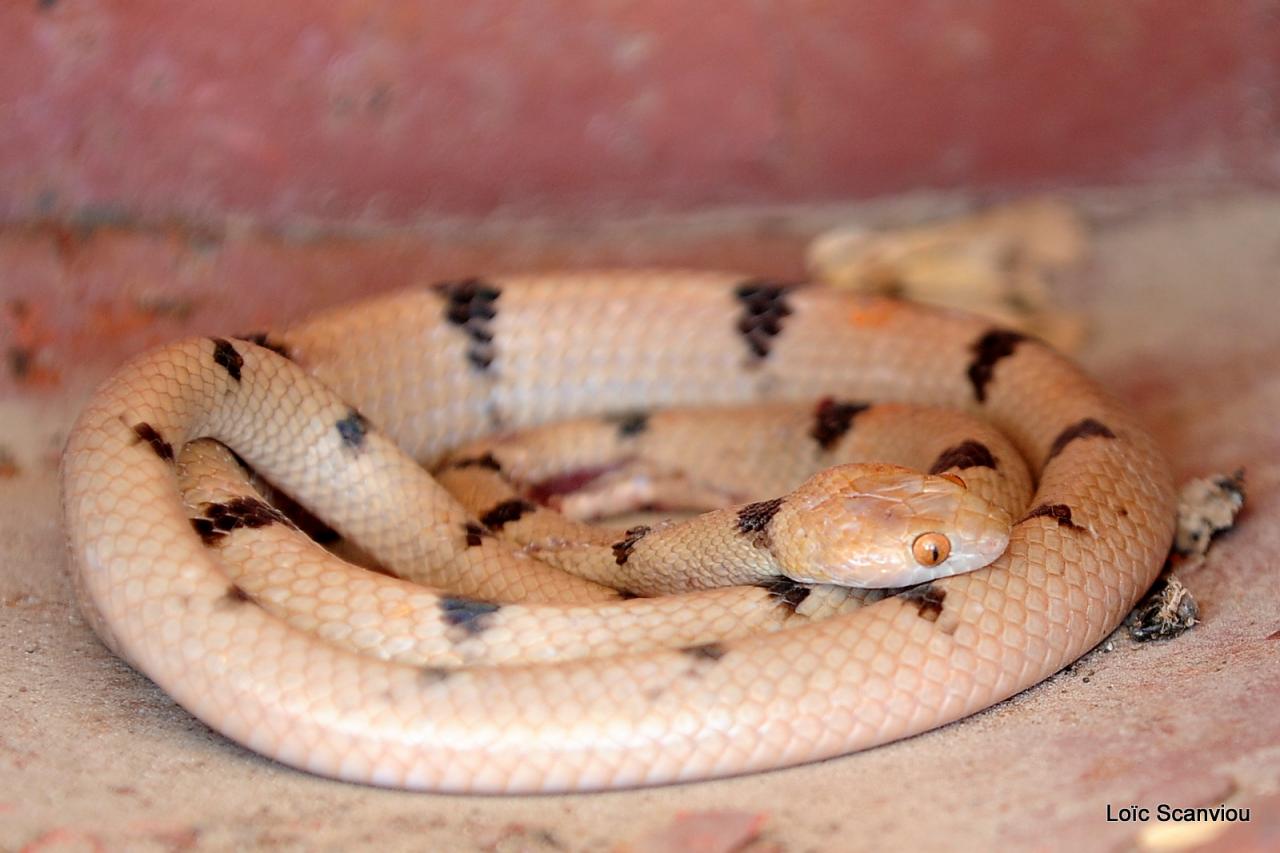 Serpent/Snake (1)