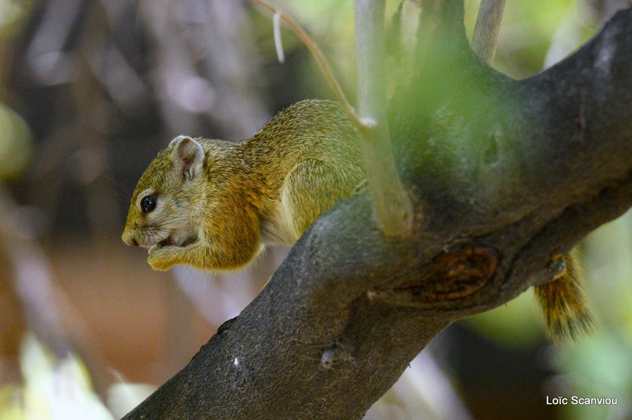 Ecureuil/Squirrel (1)