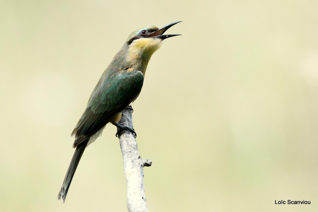 Guêpier/Bee-eater (1)