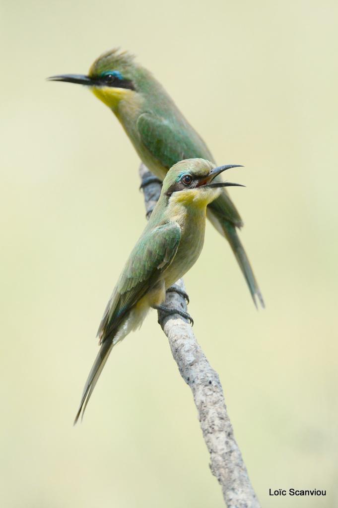Guêpier/Bee-eater (2)