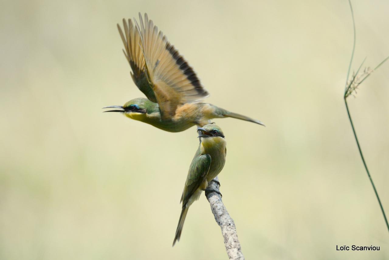 Guêpier/Bee-eater (3)
