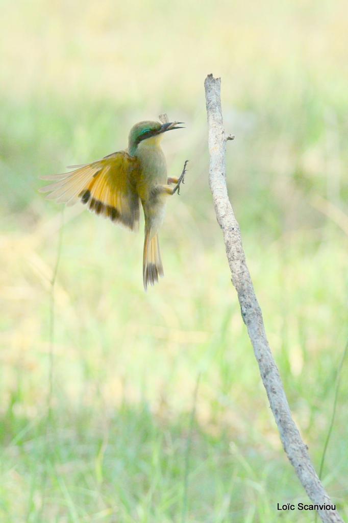Guêpier/Bee-eater (4)
