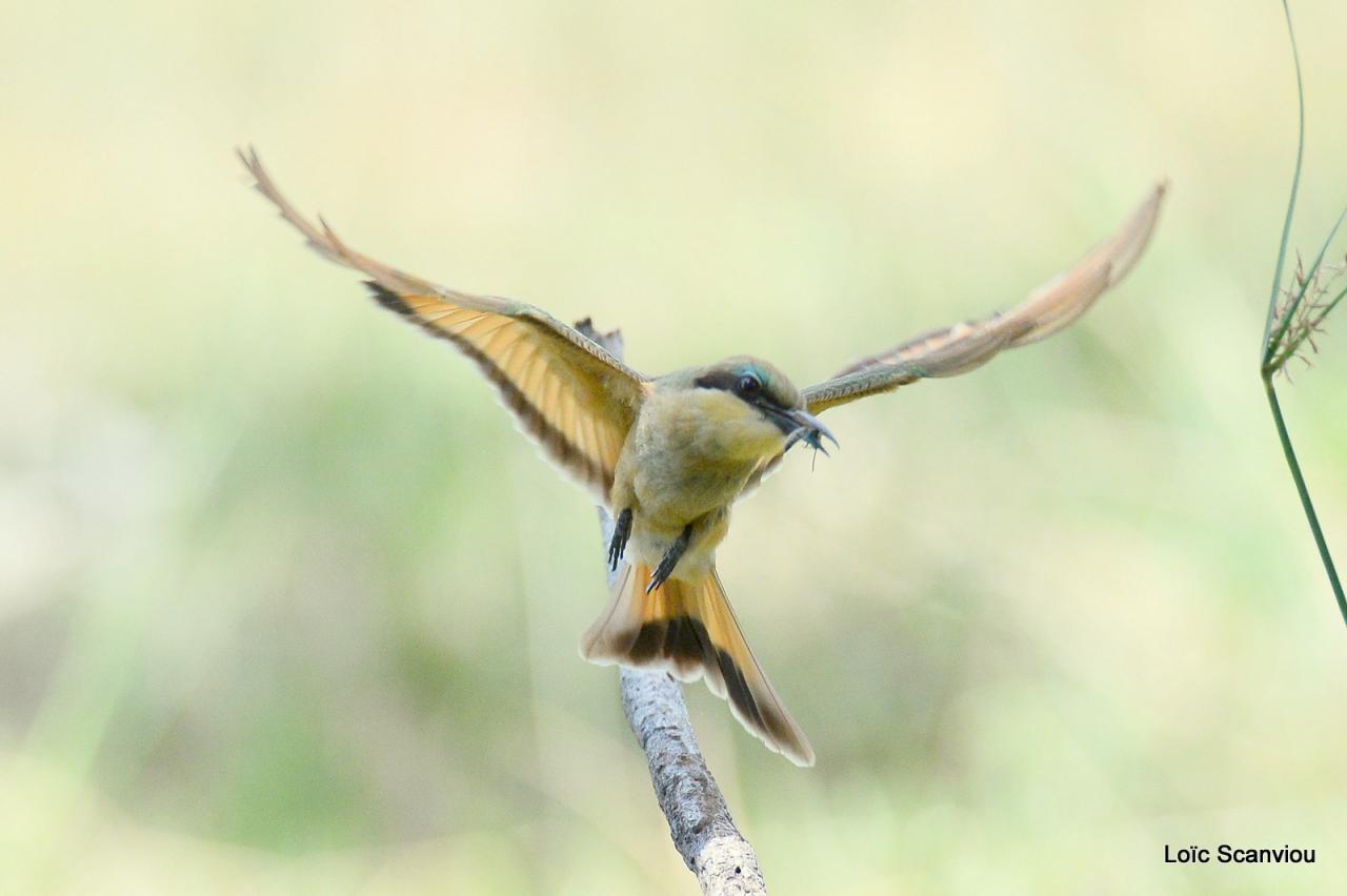 Guêpier/Bee-eater (5)