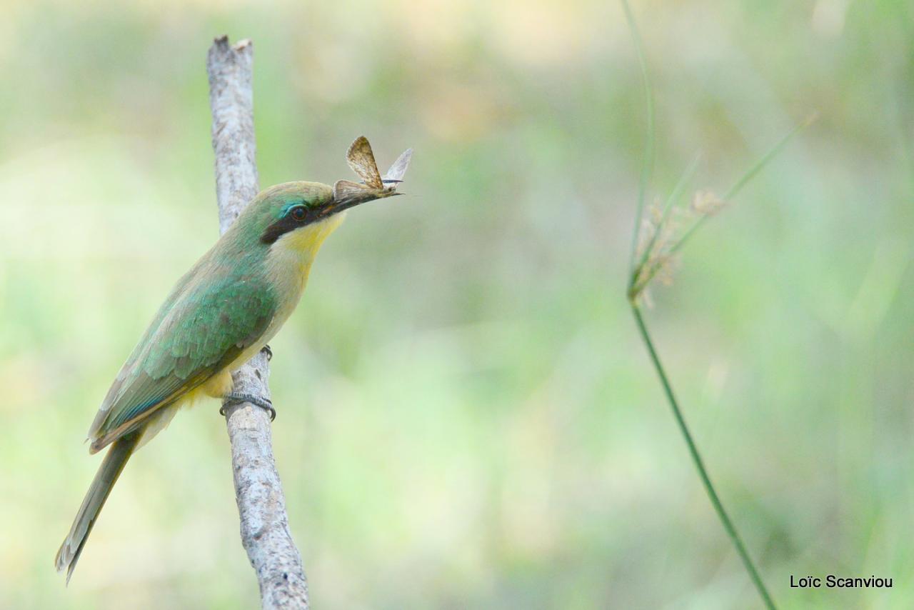 Guêpier/Bee-eater (6)