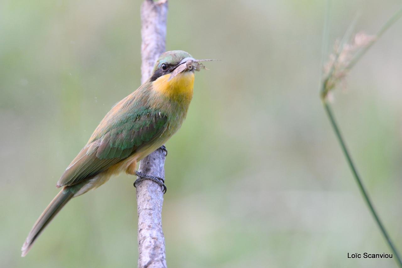 Guêpier/Bee-eater (7)