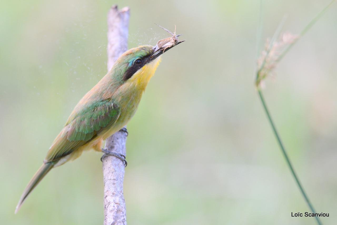 Guêpier/Bee-eater (8)