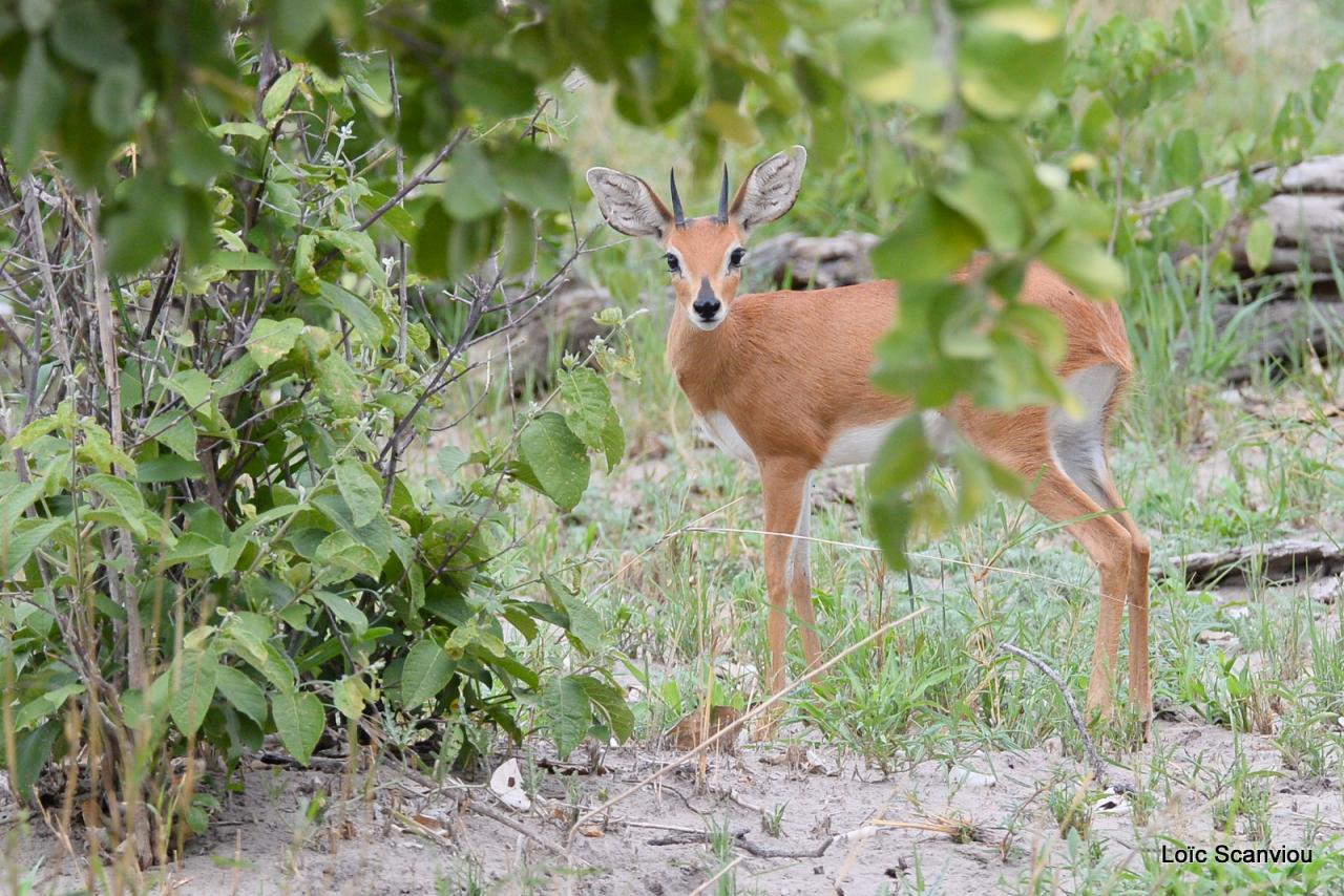Steenbok (1)