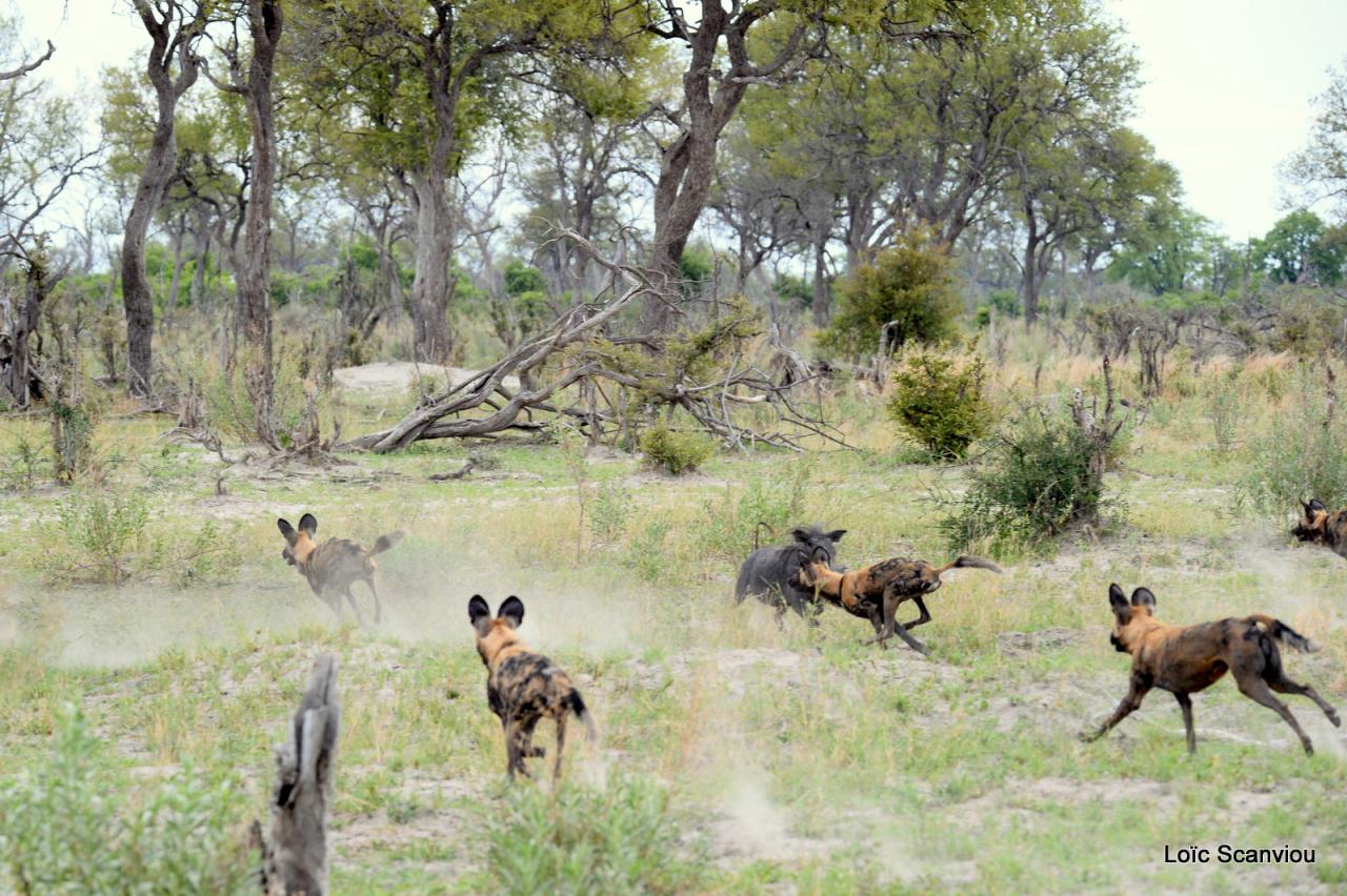 Lycaon/African Wild dog (21)