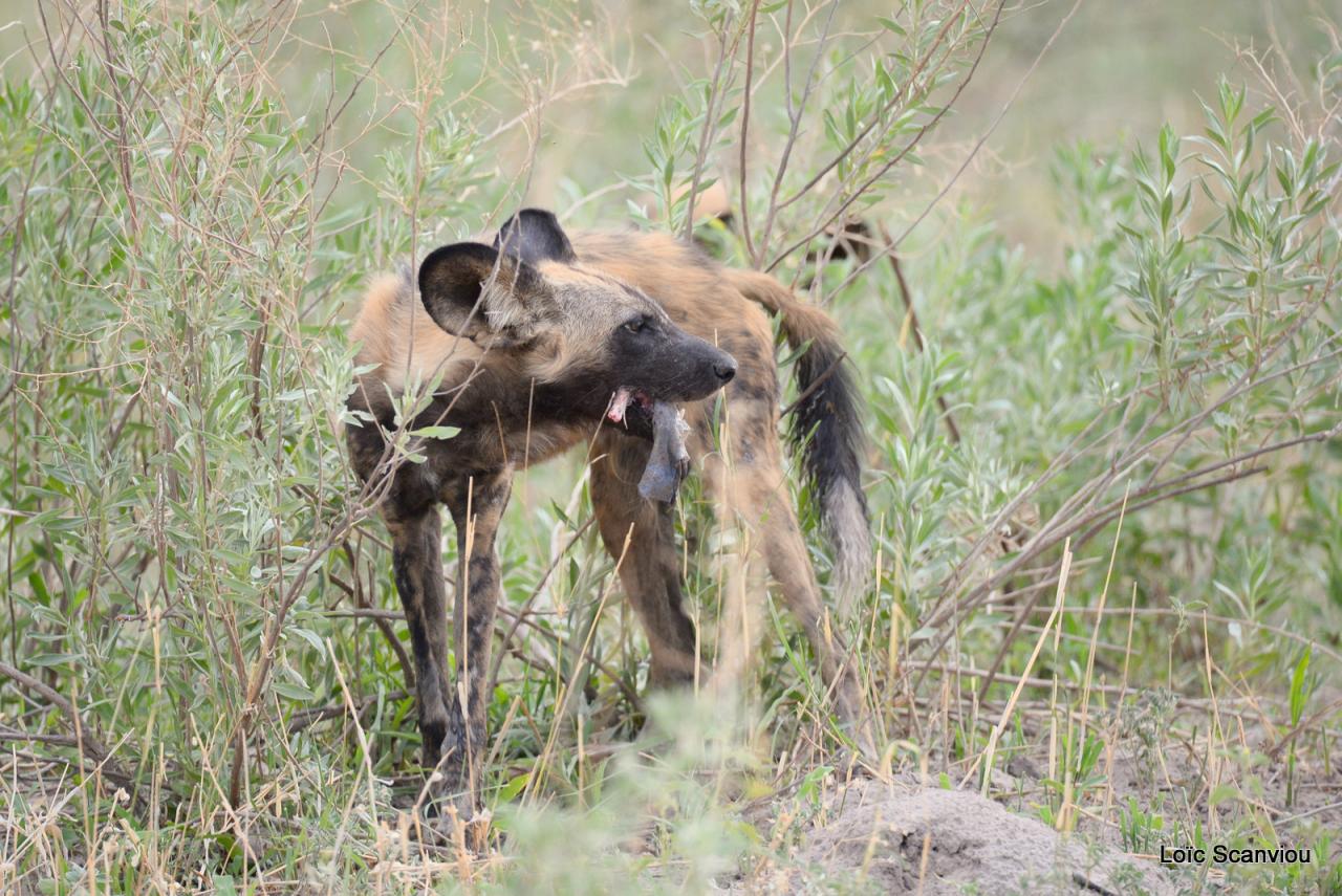 Lycaon/African Wild dog (69)