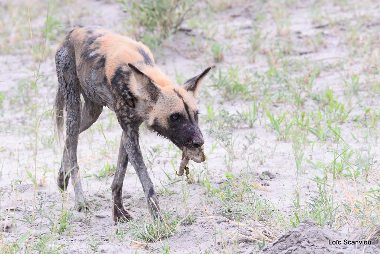 Lycaon/African Wild dog (22)