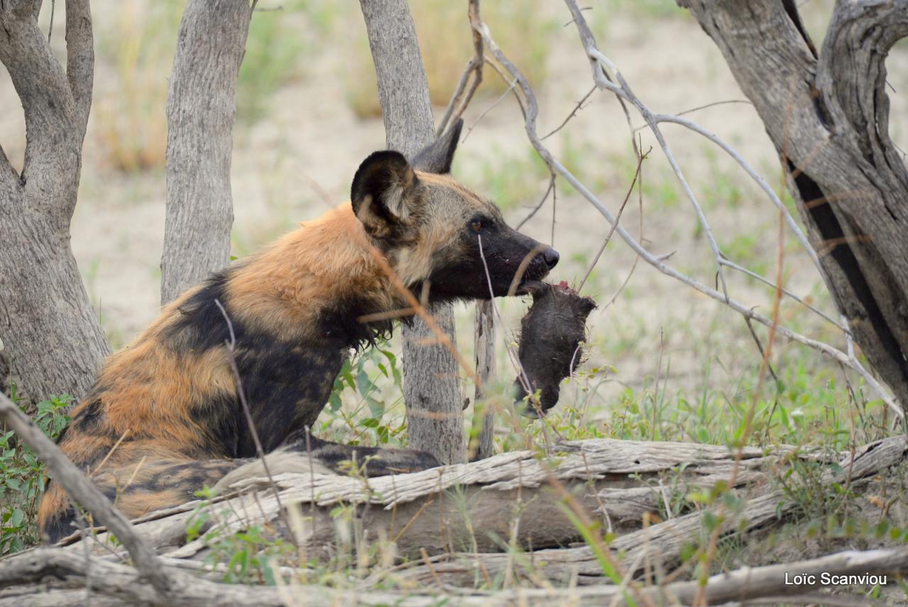 Lycaon/African Wild dog (23)