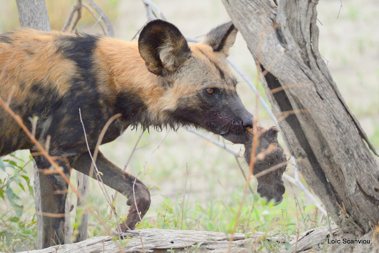 Lycaon/African Wild dog (24)