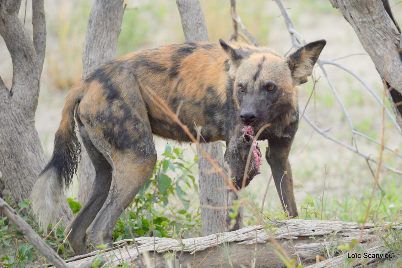 Lycaon/African Wild dog (25)