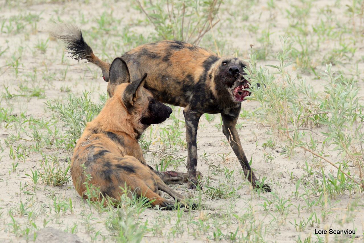 Lycaon/African Wild dog (26)