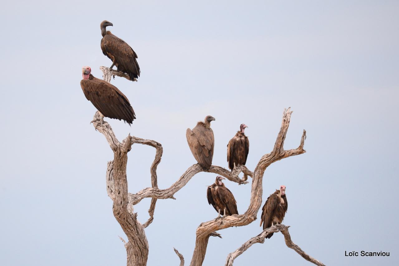Vautours/Vultures (1)