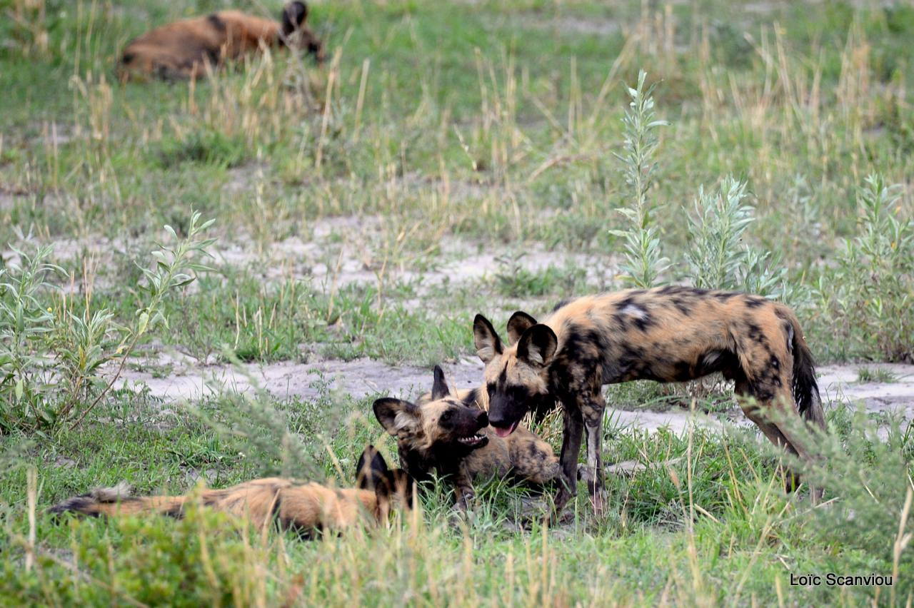 Lycaon/African Wild dog (27)
