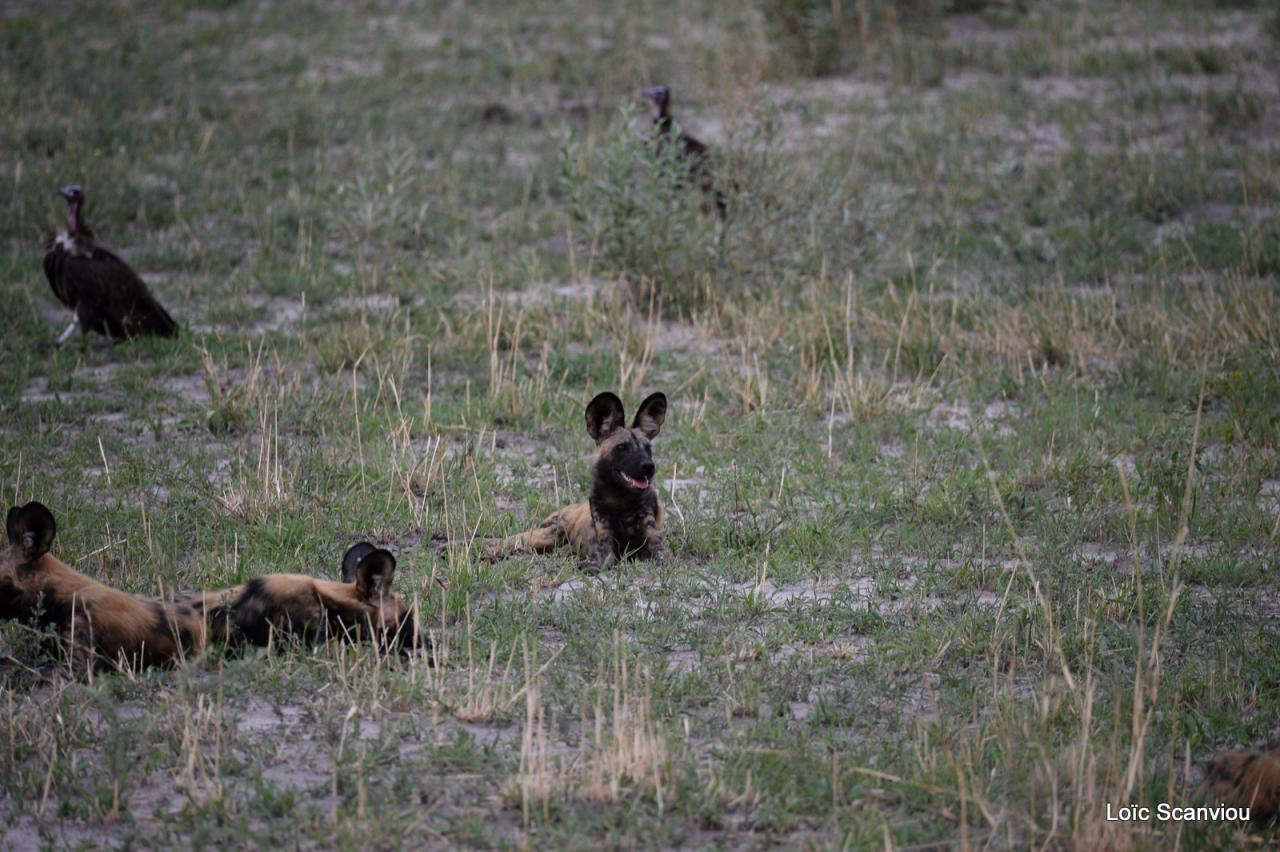 Lycaon/African Wild dog (28)