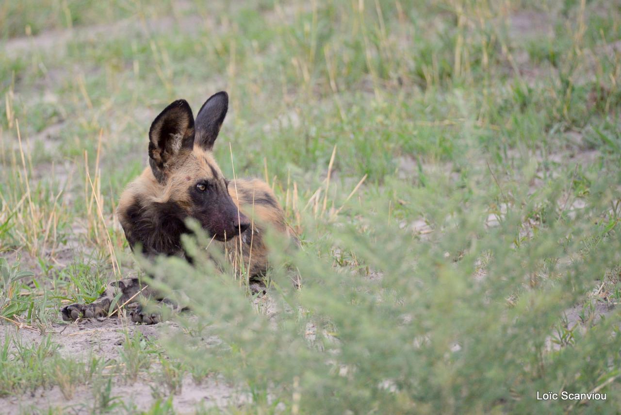 Lycaon/African Wild dog (29)