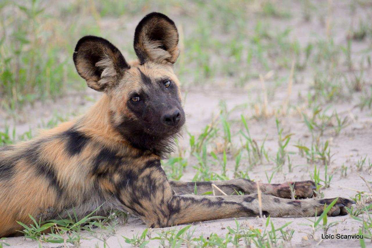 Lycaon/African Wild dog (30)