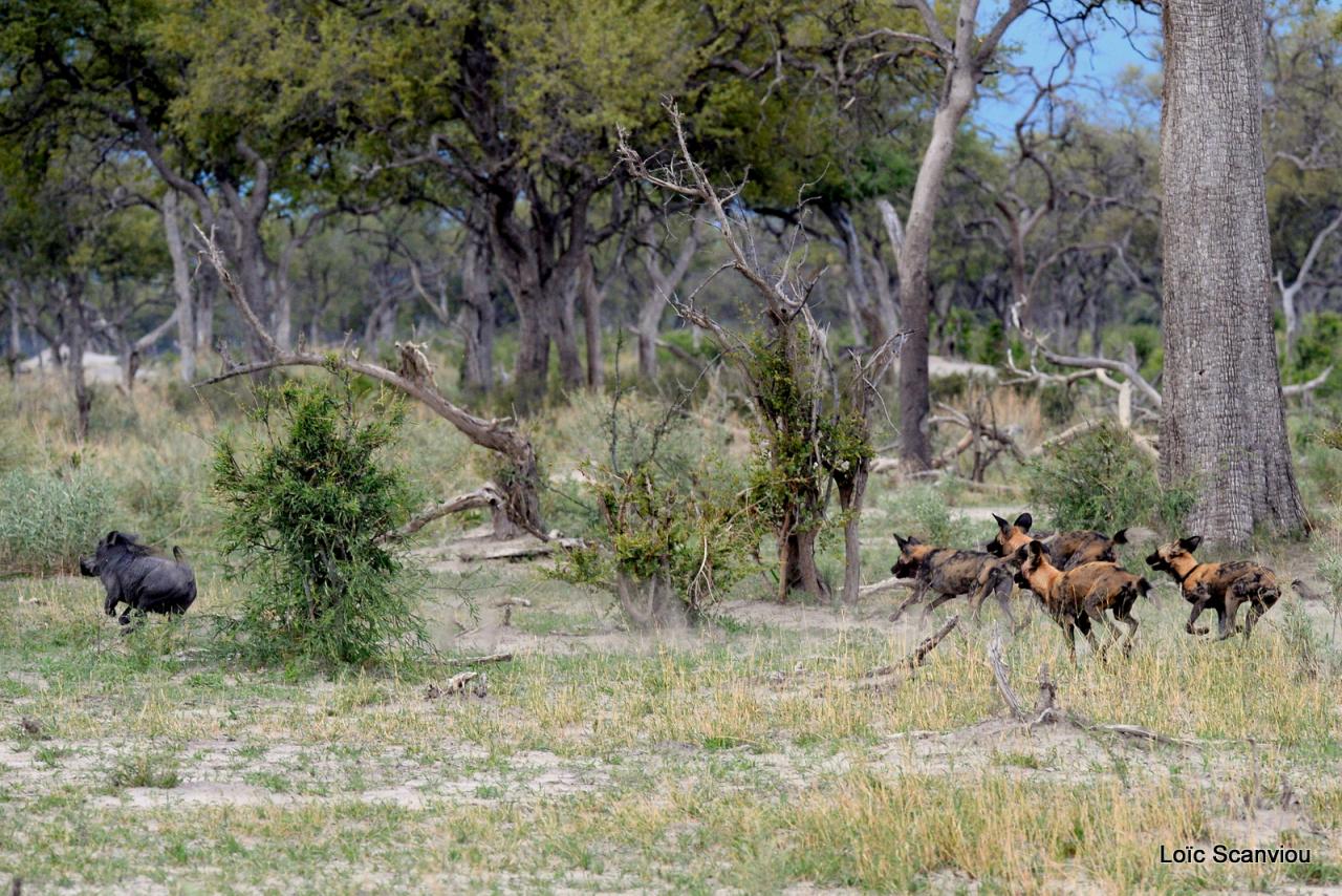 Lycaon/African Wild dog (31)
