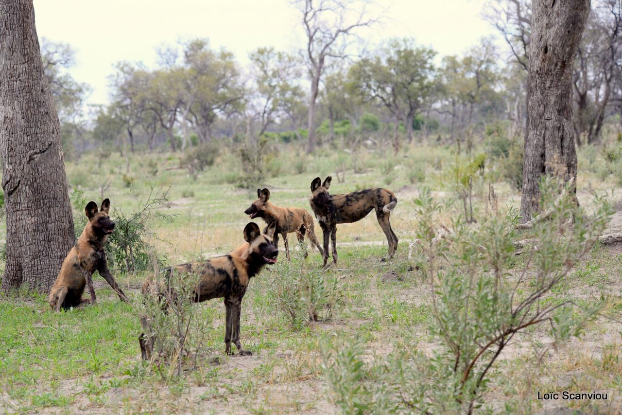 Lycaon/African Wild dog (34)