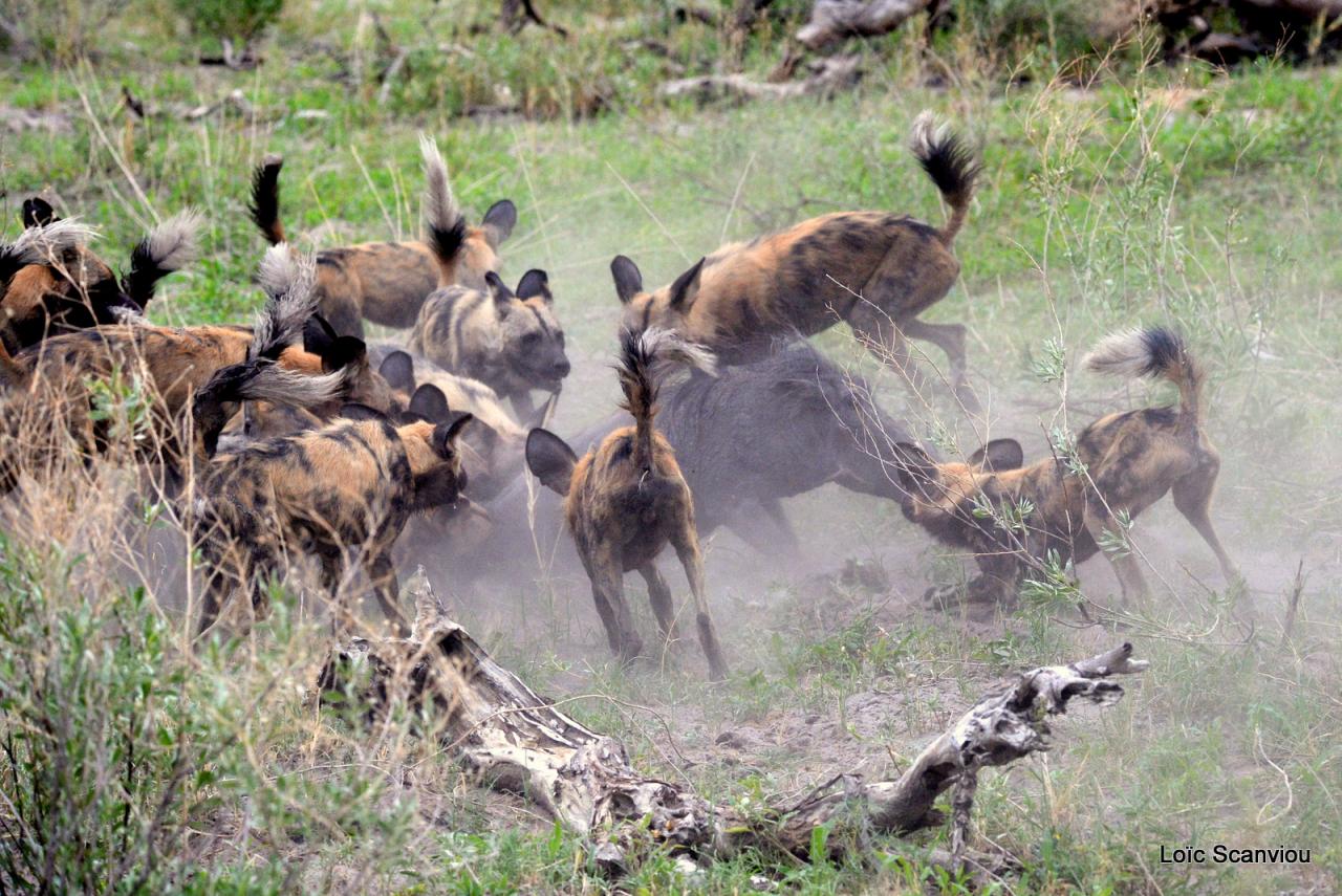 Lycaon/African Wild dog (35)