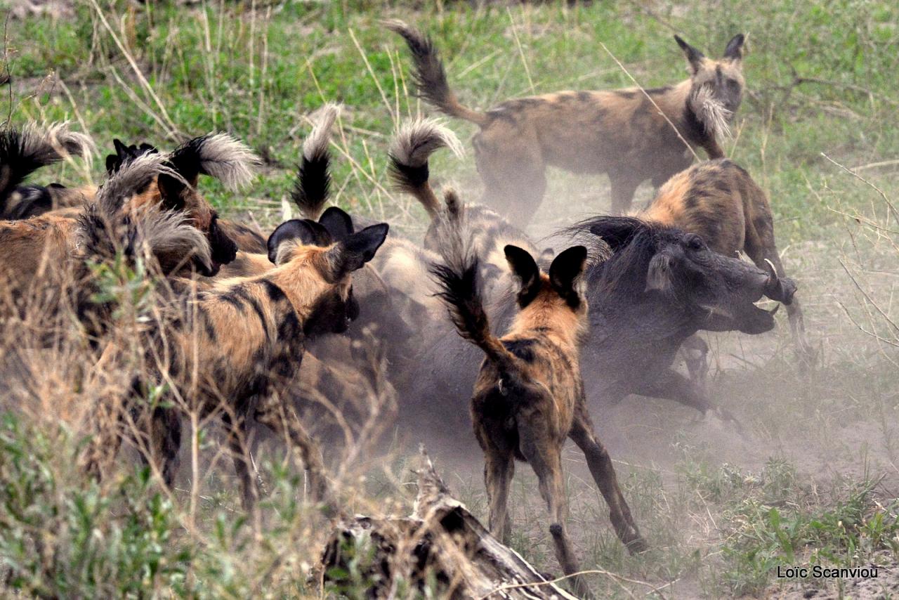 Lycaon/African Wild dog (36)
